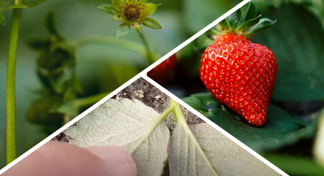 Якщо ваша полуниця у павутинні: як захистити кущі в період дозрівання плодів – діє миттєво 