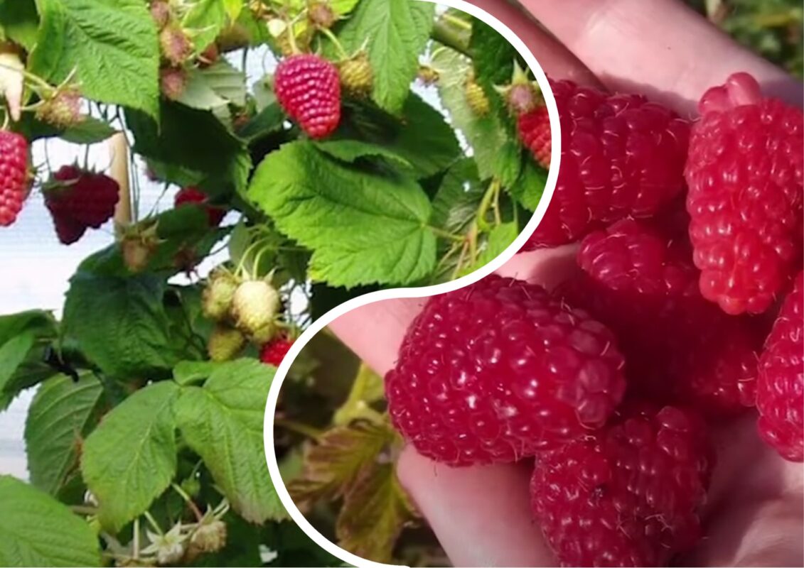 Агрономи назвали найкращі низькорослі сорти врожайної малини