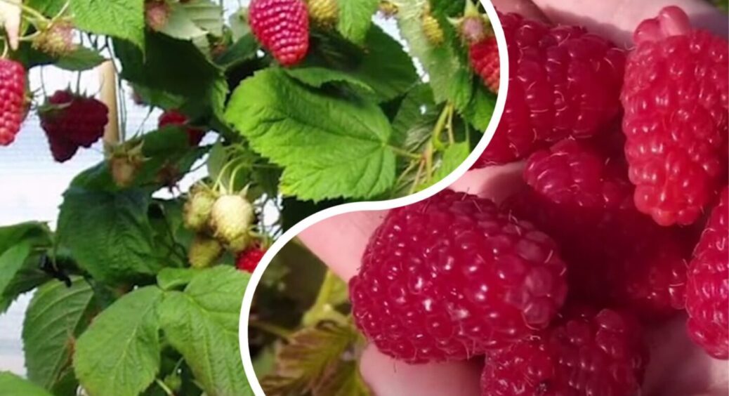 Маленька, але дуже врожайна: ось які сорти солодкої низькорослої малини садять зараз під Одесою 