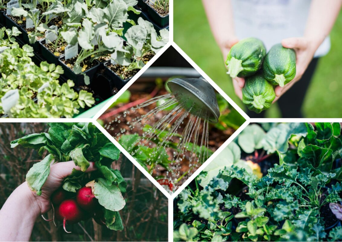 Агрономи розповіли, що сіяти та саджати у червні, щоб зібрати врожай до осені