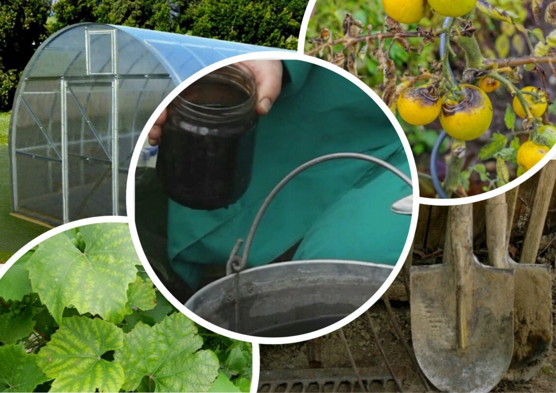 Експерти розповіли, що ще можна зробити з марганцівки у саду та городі