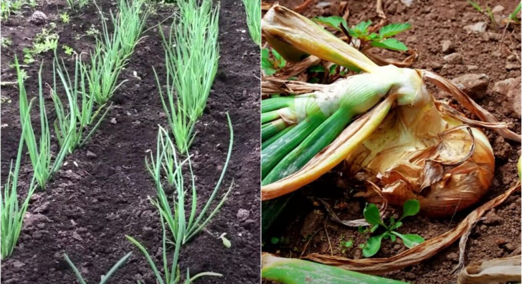 Не треба чекати, поки вона приживеться на городі: цибулева муха – як виявити і як боротися 