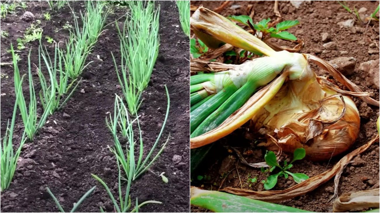 Городники розповіли про 3 золоті добрива для цибулі за всі часи