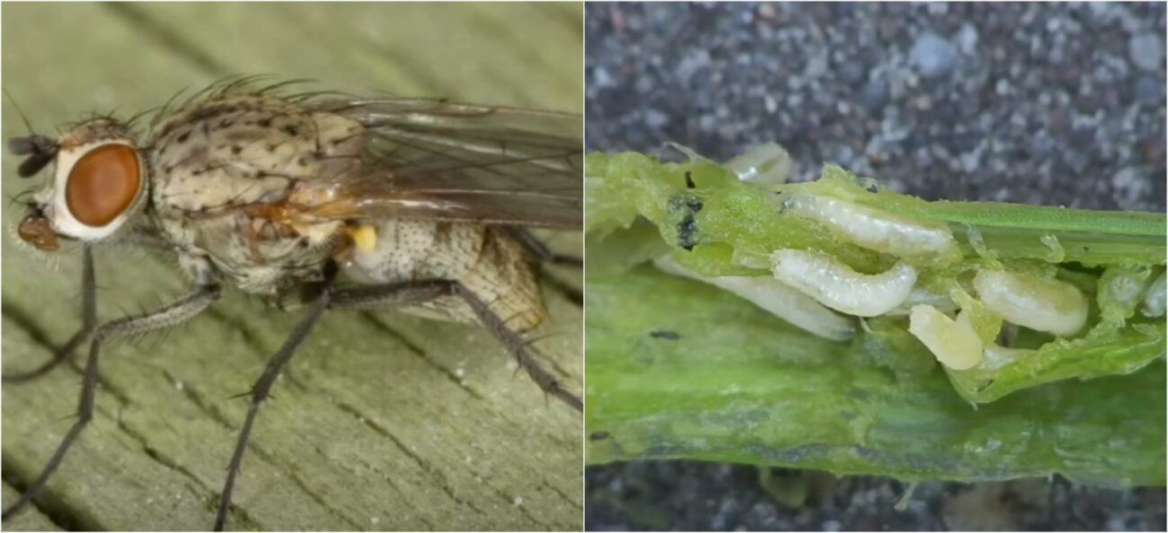 Агрономи розповіли, як розпізнати та боротися з цибулевою мухою