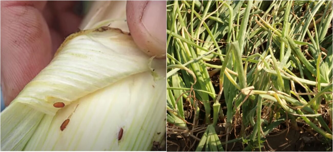 Агрономи розповіли, як розпізнати та боротися з цибулевою мухою