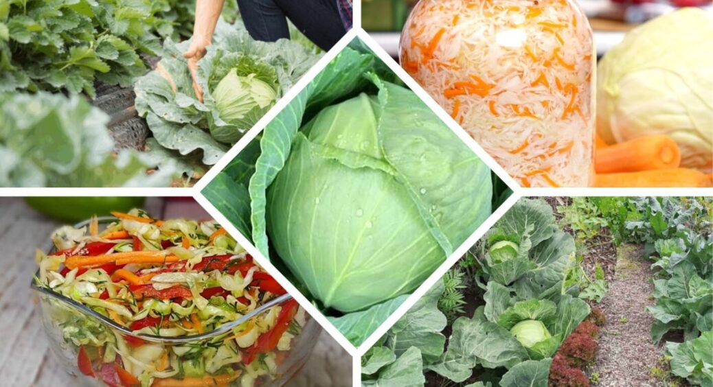 Хочете хрумтіти капустяними салатами з червня до вересня та ще засолити? Беріть тільки ці сорти 