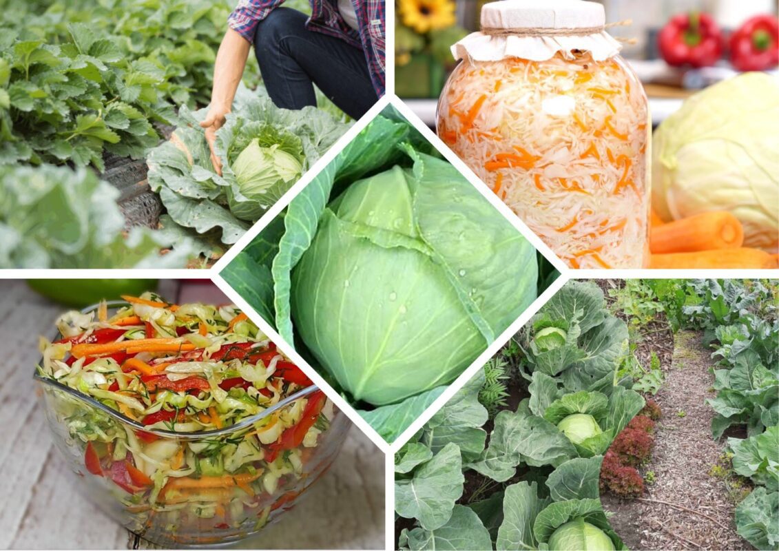 Городники назвали супер-сорти капусти для свіжих салатів та засолки