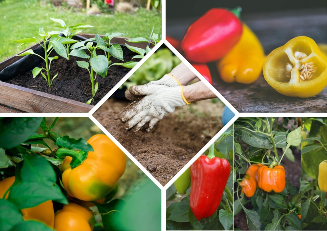 Агрономи назвали сорти перцю, які не бояться ні спеки, ні вітру