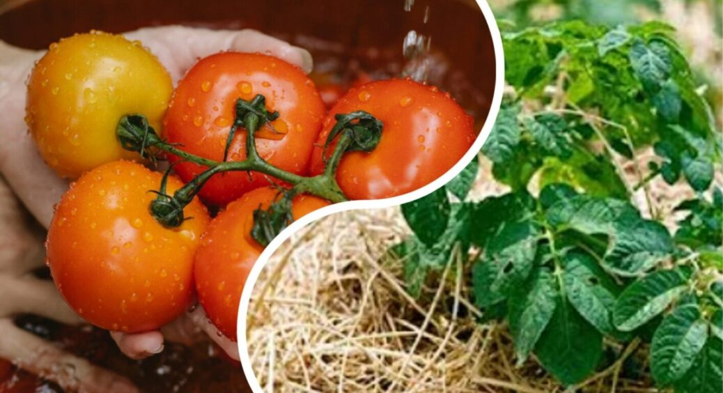 Мульча з сіна виявилась помилкою: що покласти під томати, коли 1 тиждень спека, 1 тиждень дощі 