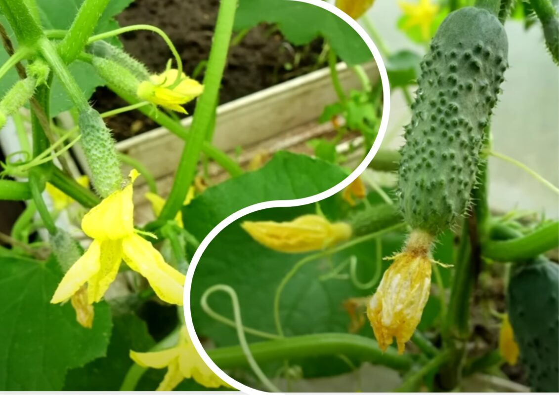 Городники розповіли, чим обприскати огірки під час цвітіння для врожаю