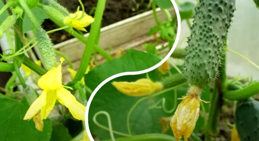 Чим обприскати огірки під час цвітіння: 1 пшик – і ломитимуться від урожаю навіть у погане літо 