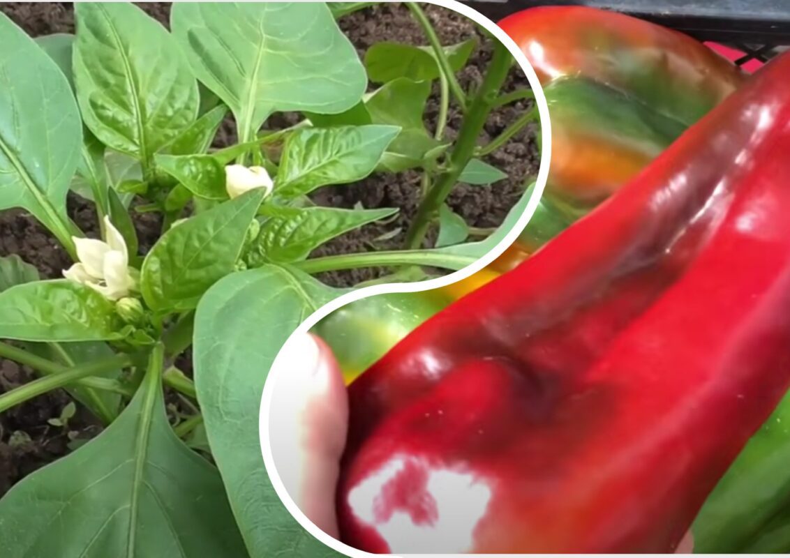 Городники з Полтави розповіли, як виростити перці-богатирі