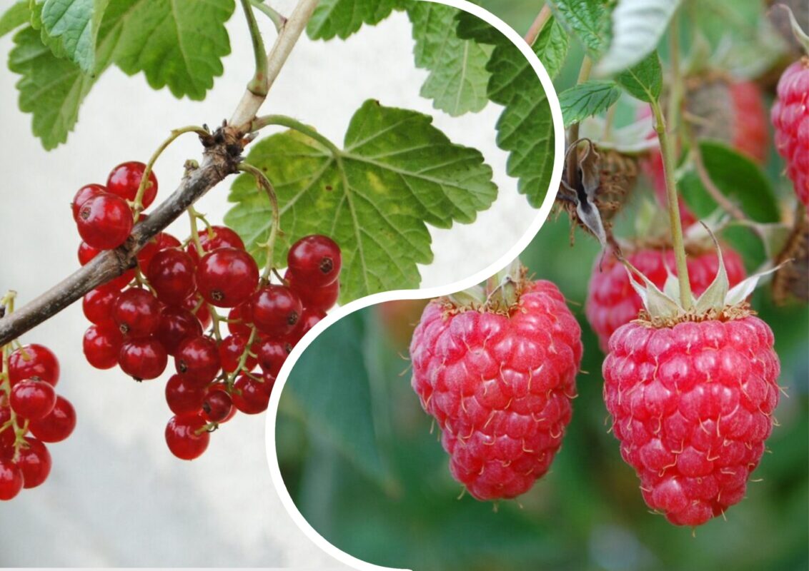 Агрономи розповіли, чим підгодувати ягідні чагарники влітку