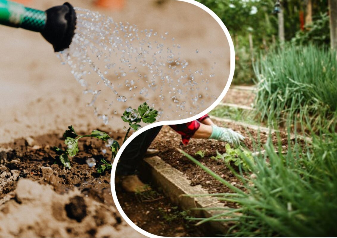 Експерт розповів, чому полив краще проводити вранці