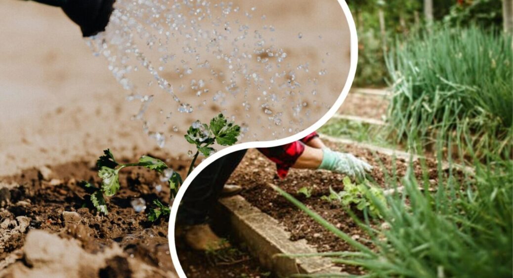 Без води та лійки: ось чим на Одещині замінили полив – ноу-хау від раціональних городників 