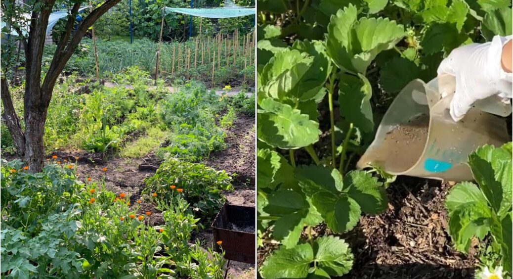 Не компост і навіть не зола: ось чим на Полтавщині “годують”  всі овочі на городі – гори врожаю 