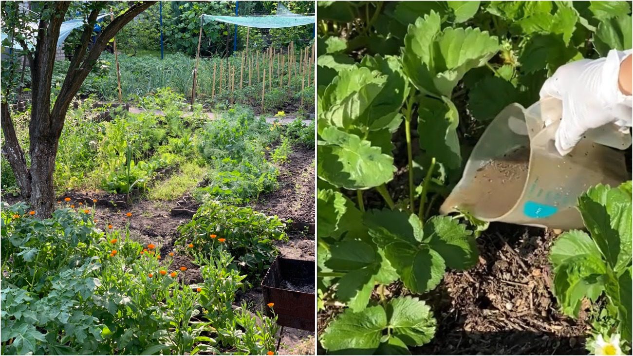 Агрономи розповіли, як зробити натуральні підживлення