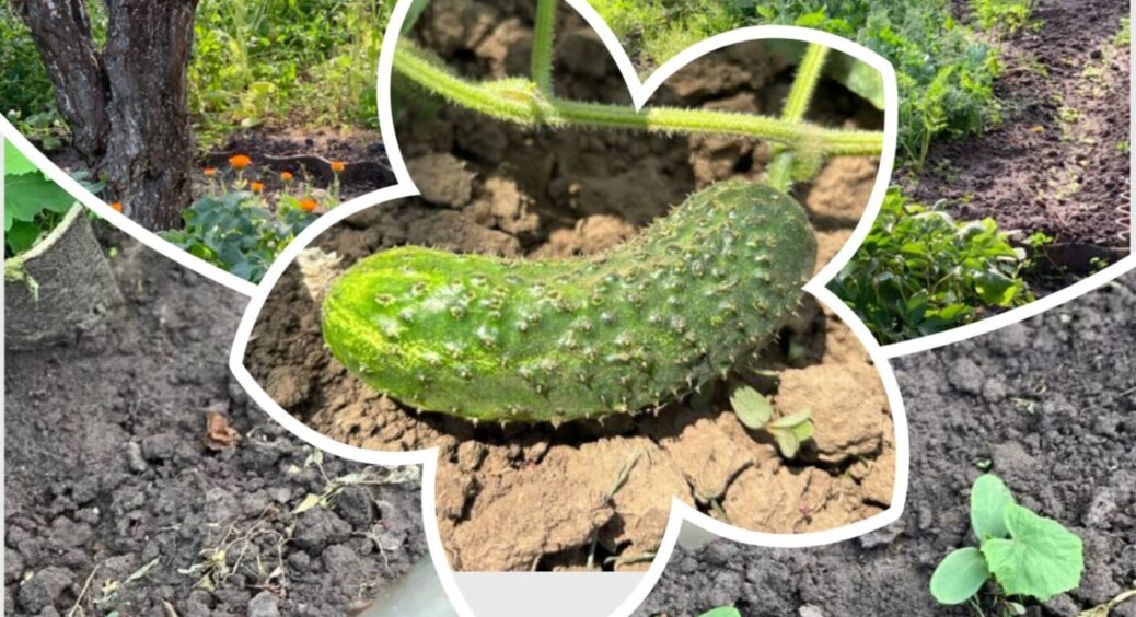 Які огірки посіяти на місці часнику та цибулі для кращого врожаю: варіанти підходящих сортів 