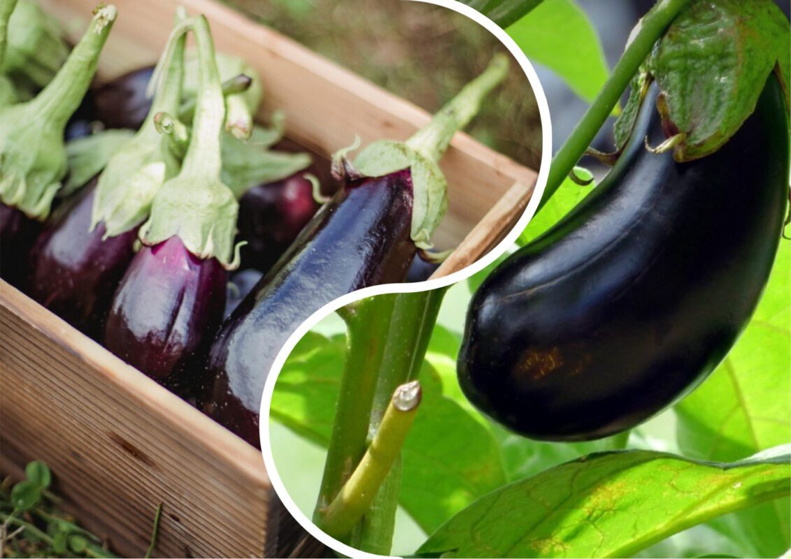 Садівники пояснили, які 2 сорти баклажанів стали фаворитами літа-2025