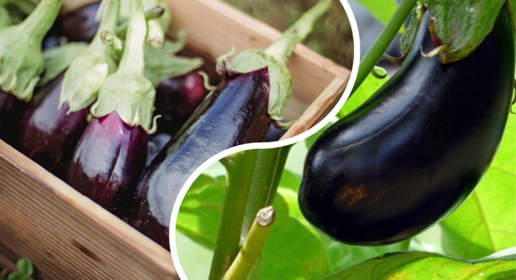 Баклажани цих 2-х сортів найкраще ростимуть в центрі та на півночі України: стійкі до всього 