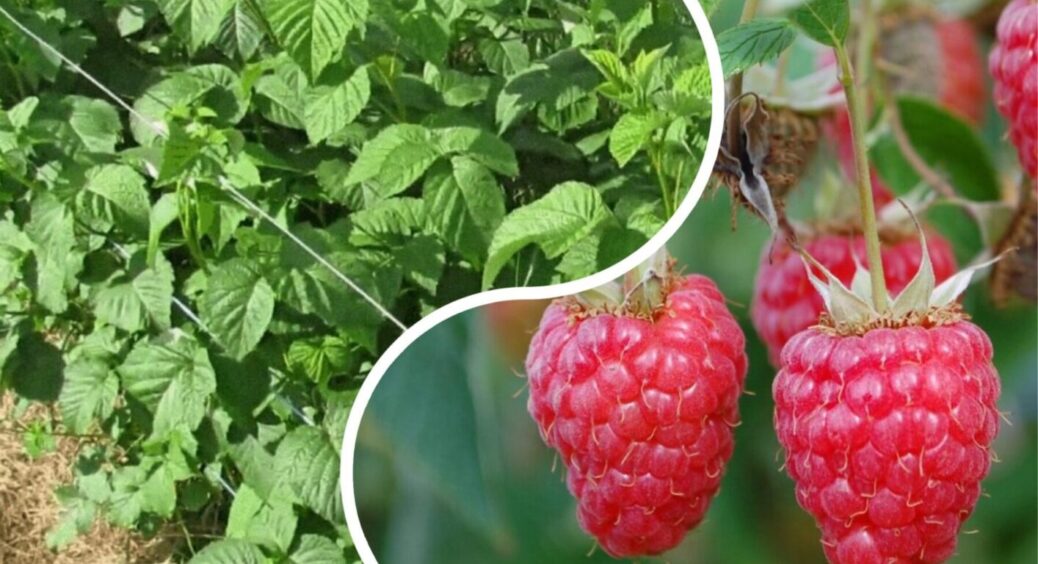 2026-го року малина дасть втричі більше врожаю: просто зробіть це після збору ягоди 