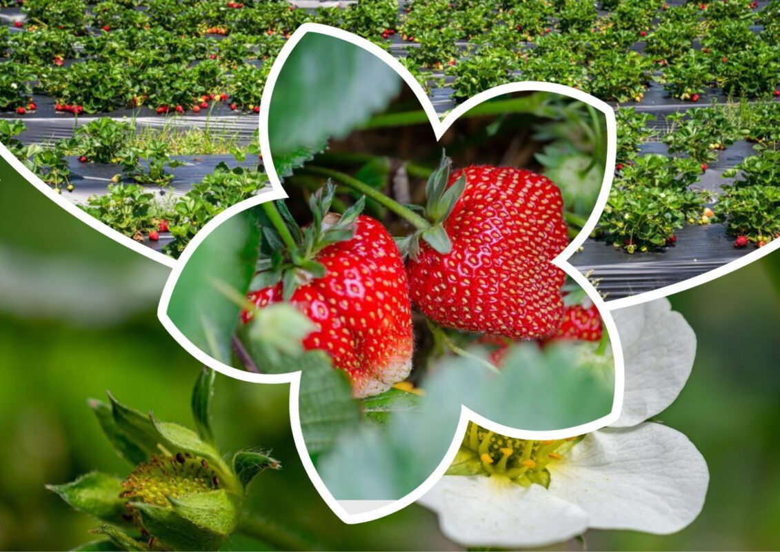 Садівники розповіли про підживлення, яке значно покращує смак ягід