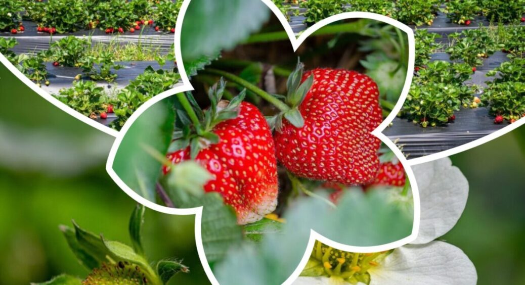 Зробіть це із полуницею у липні — і наступного року знову буде врожай! 5 основних правил 