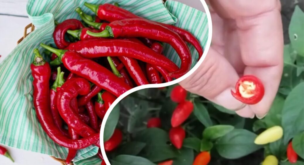 “Вогника” ви тут не знайдете: городники перевірили сорти гіркого перцю – і ці реально палають 