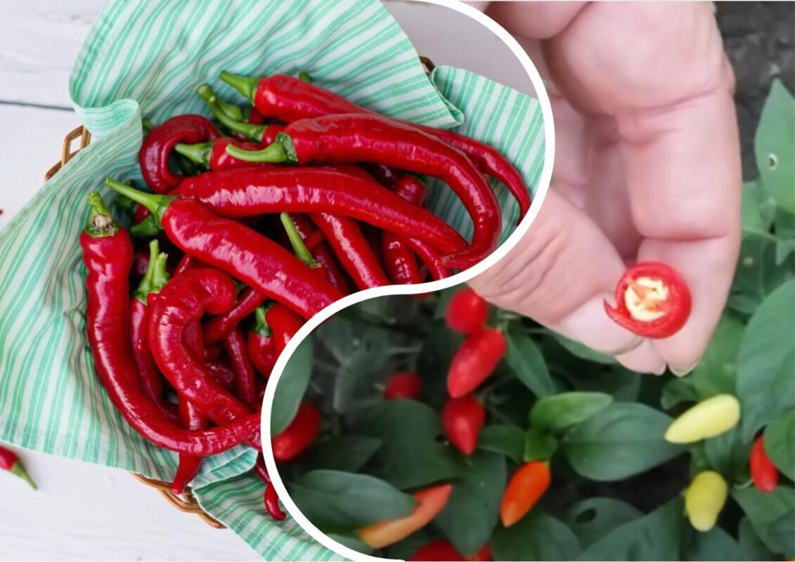 Агрономи назвали найкращі сорти гіркого перцю