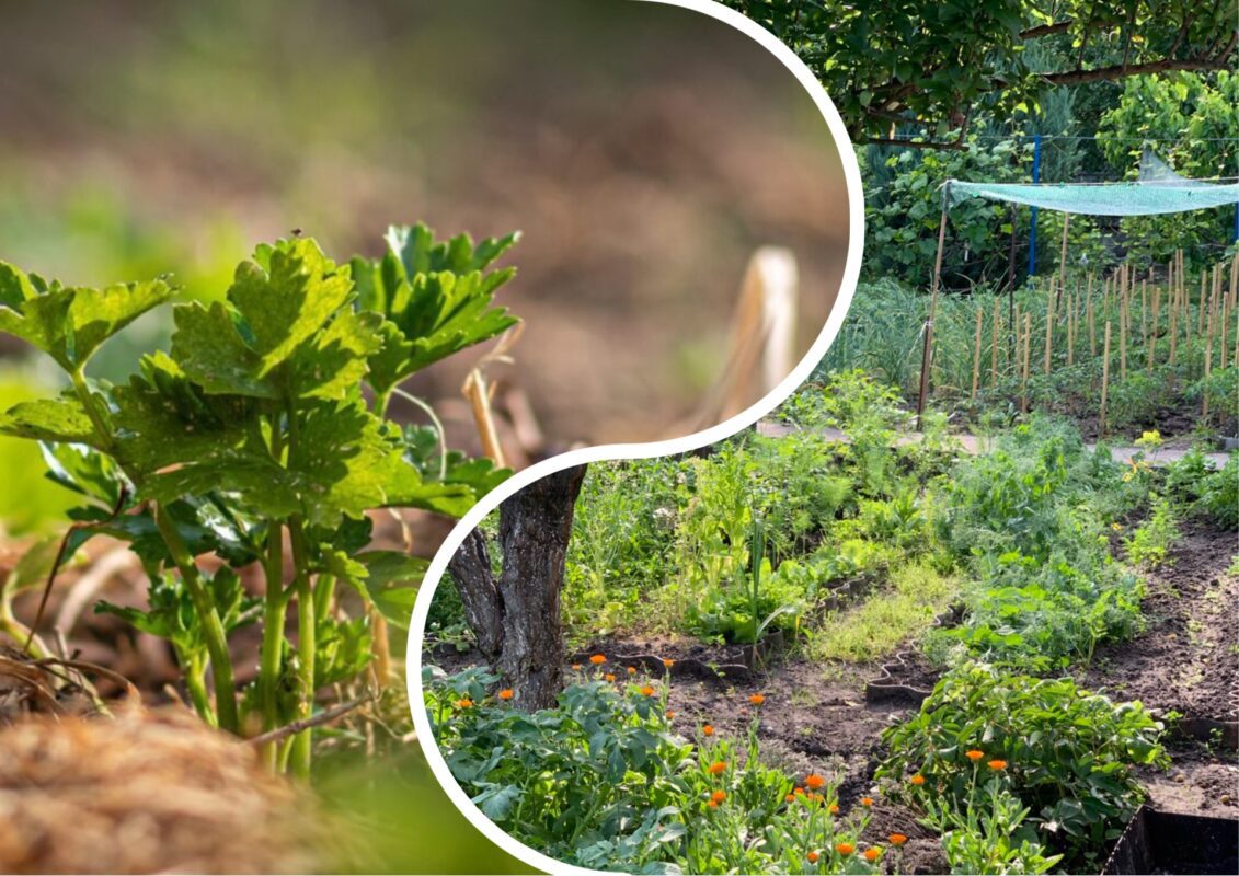 Господиня розповіла, як захищає свій сад від шкідників