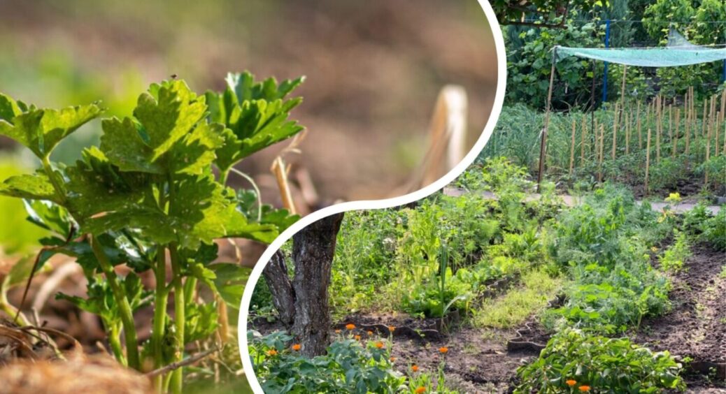 Шкідники бояться, а бджолам хоч би що: ось як городники на Полтавщині захищають свій сад 