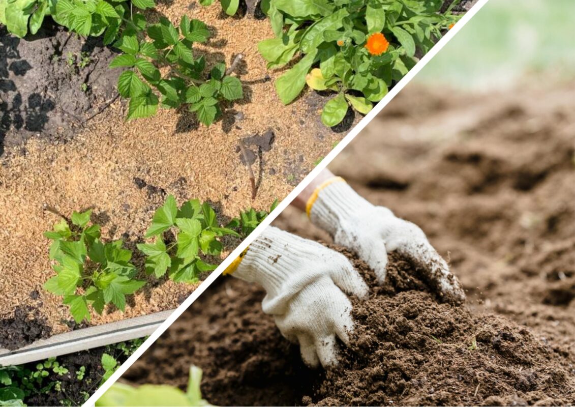 Городники вибрали найкращий матеріал для мульчування грядок