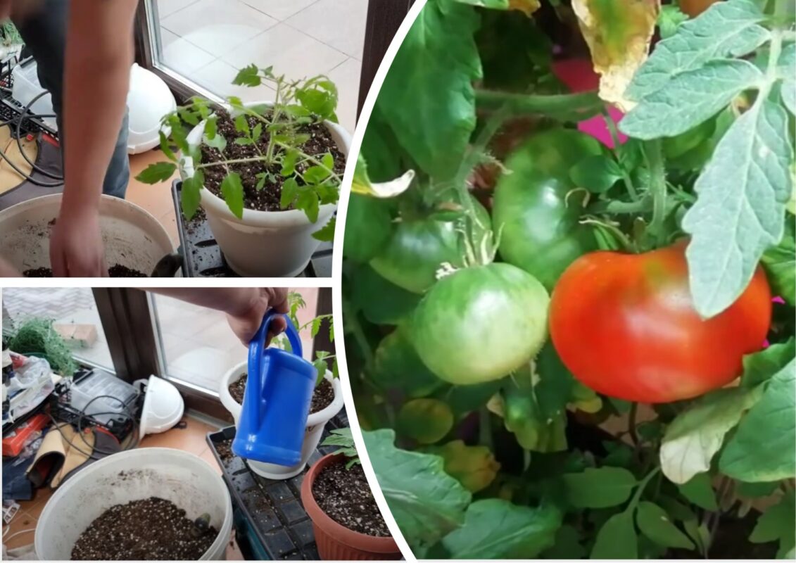 Агрономи назвали 3 помилки новачків при вирощуванні томатів у контейнерах