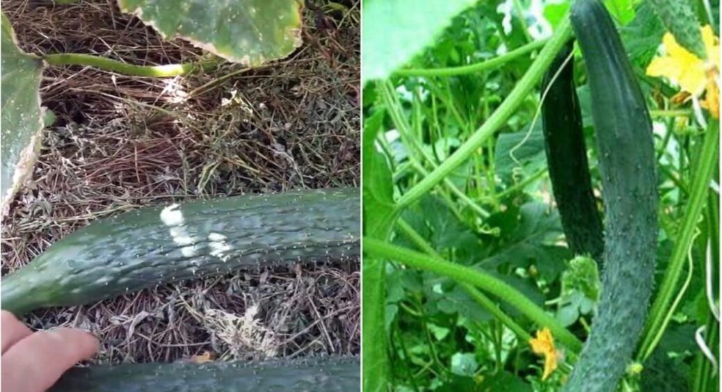 Всі “плюси” та “мінуси” китайських огірків: як приручити цього “змія” – 100% результат 