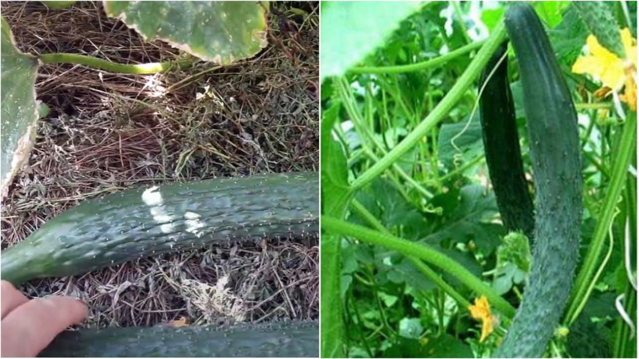 Городники назвали всі плюси та мінуси знаменитих китайських огірків