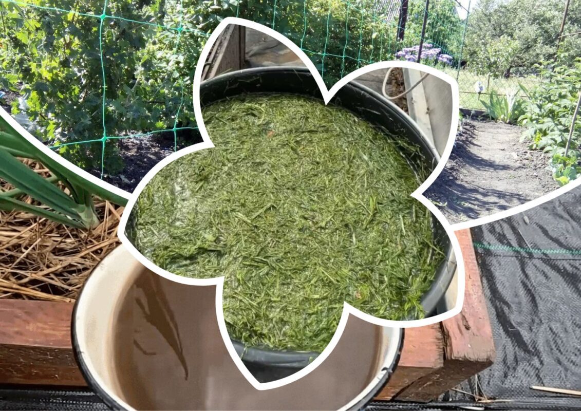 Садівники пояснили, якими натуральними засобами обробити город від грибків