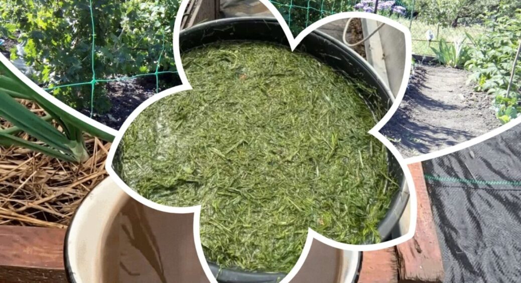 Для противників хімії: 2 натуральні засоби, які зупиняють розповсюдження городніх захворювань 