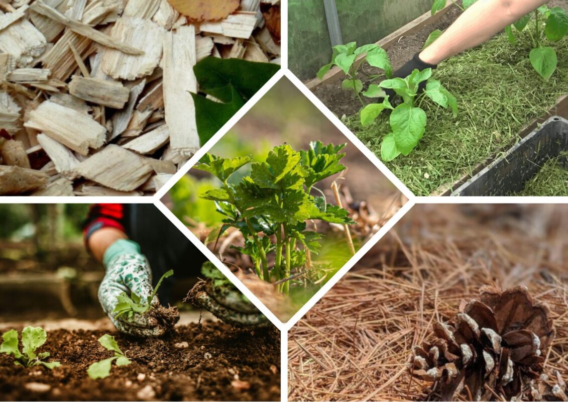 Городник розповів про свій невдалий досвід мульчування