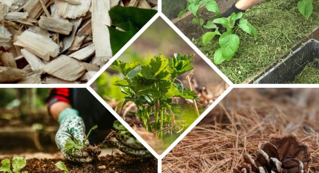 Втратив урожай через ЦЕ! Не повторюйте моїх помилок – що можна мульчувати, а що не можна 