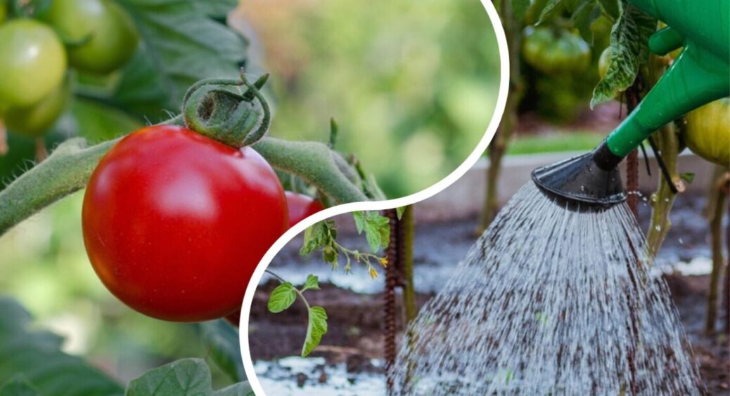 Бабуся розповіла свій секретний спосіб посадки та поливу помідорів – тепер урожай гарантований 