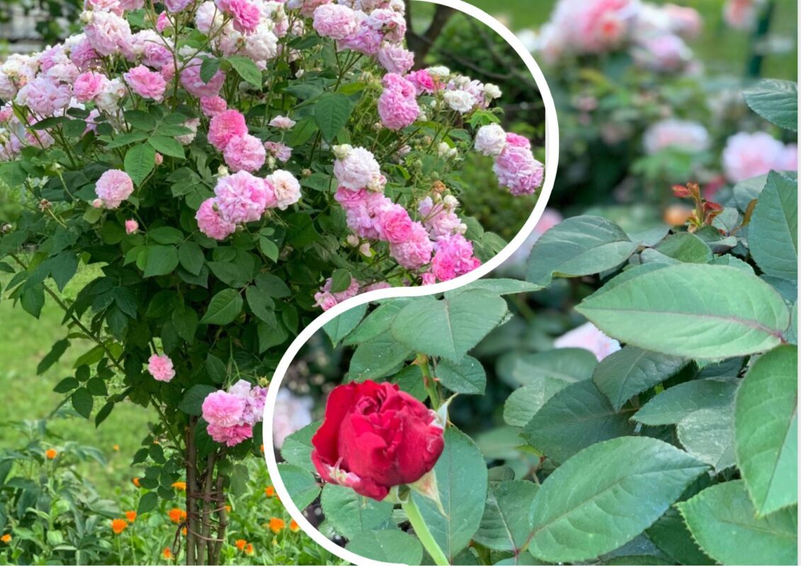 Садівники розповіли, чому троянди перестають цвісти