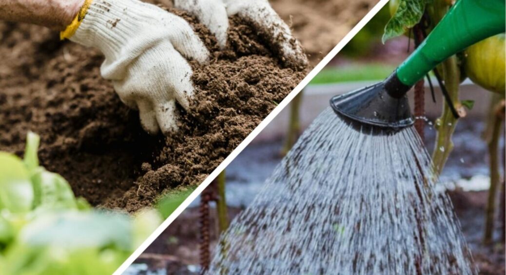 У спеку і не тільки: бабуся з Полтави видала всі свої городні секрети – 1 точно знадобиться 