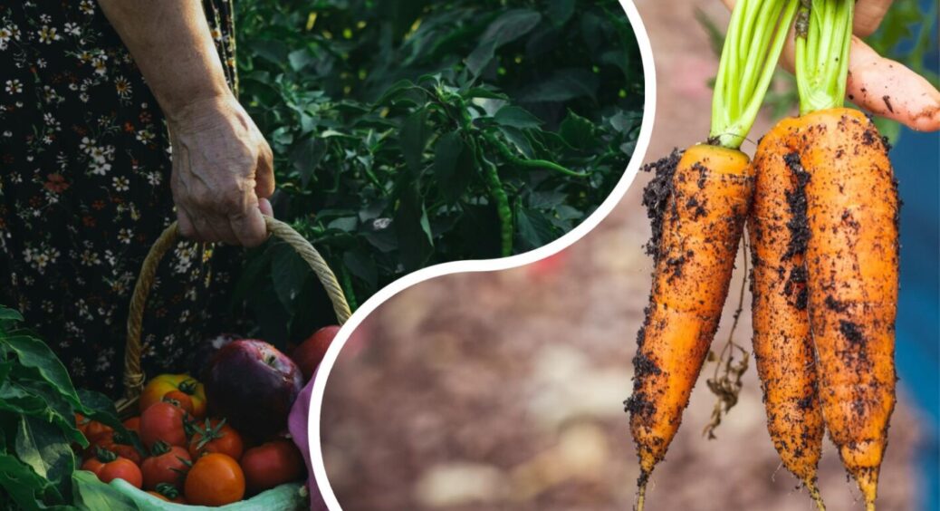 Лише 1 раз на 7 днів: які овочі посадити, якщо ви рідко буваєте на дачі та не хочете працювати 