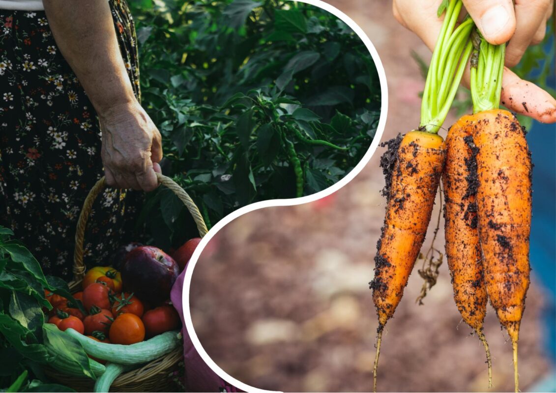 Експерти назвали найвибагливіші рослини, які не вимагають поливу