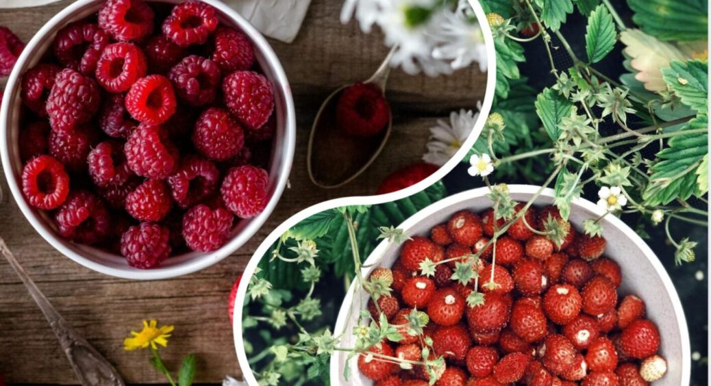 З 5 способів вибираю лише цей: як правильно зробити заготовки з ягід на зиму – без грама цукру 