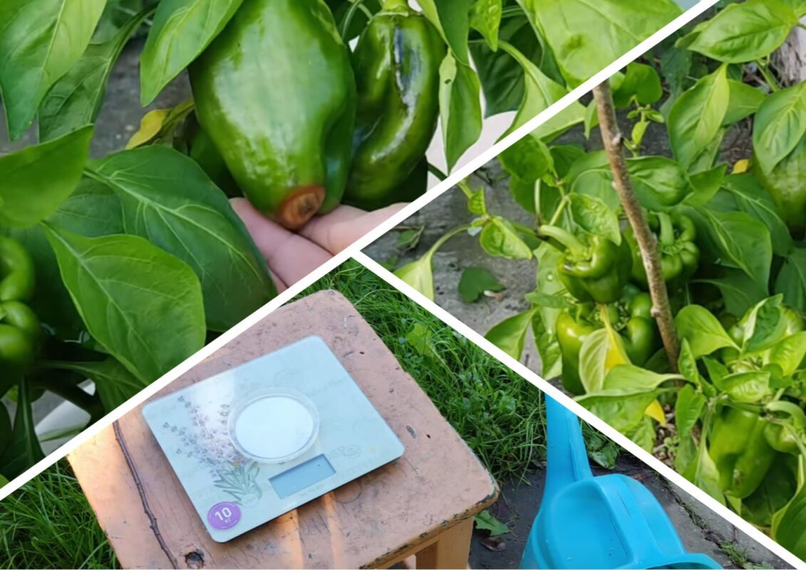 Експерт поділився рецептом проти вершинної гнилі на овочах