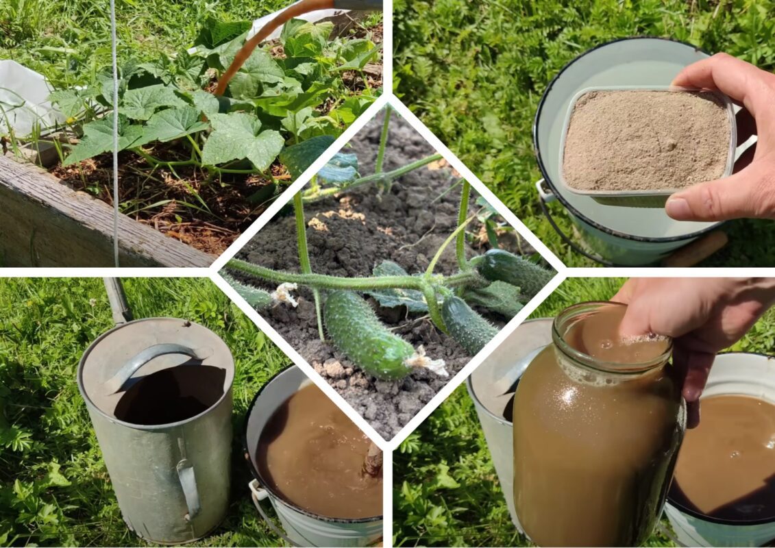 Садівники пояснили, чому у вересні краще не робити підгодівлі по листу овочам