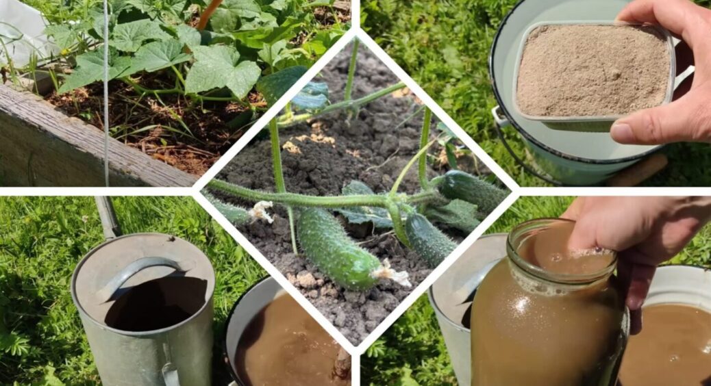 Не обприскуйте: чим небезпечні підгодівлі “по листу” у першій половині вересня 2025 