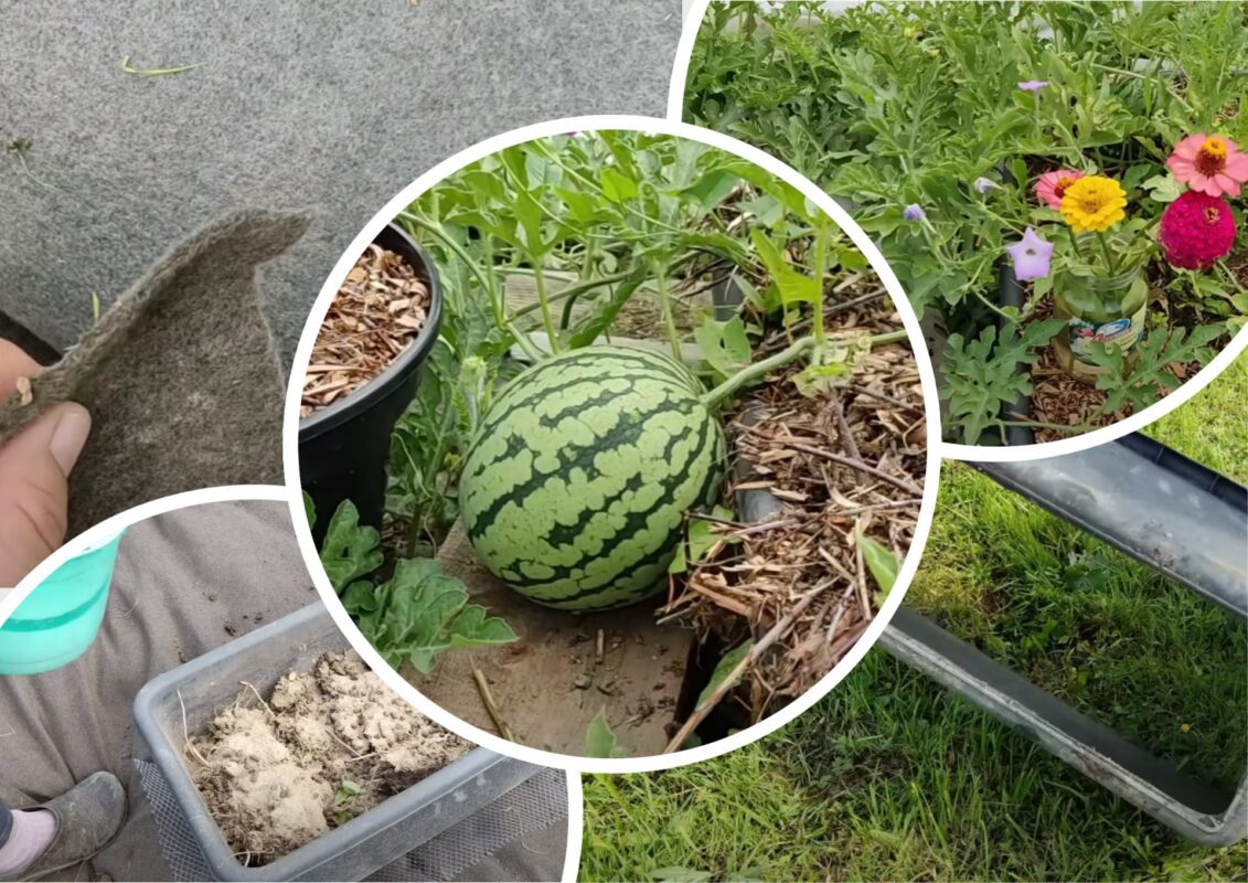 У Житомирі вигадали новий спосіб посадки кавуна