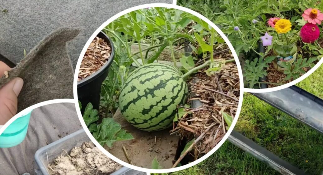 У Житомирі вигадали новий спосіб посадки кавуна! Завалить урожаєм навіть у холодному кліматі 